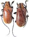Aparescus praecox