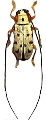 Graciella epipleuralis 