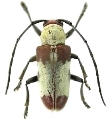 Chariesthes latefasciata
