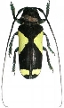 Phosphorus virescens