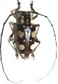 Phymasterna lacteoguttata