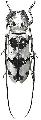 Rhaphidopsis melaleuca