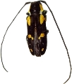 Tragocephala mniszechii 