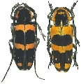 Tragocephala jucunda