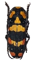 Tragocephala mima 