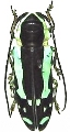 Tragocephala caerulescens 