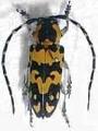 Tragocephala crassicornis