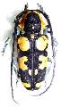 Tragocephala variegata