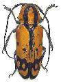 Tragocephala variegata