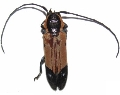 Tragocephala mniszechii 