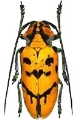 Tragostoma imperator