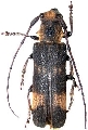 Thylactus densepunctatus