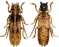 Thylactus simulans