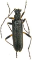 Encyclops olivaceus