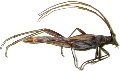 Stenophantes patagonicus 