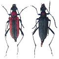 Anastrangalia kasaharai