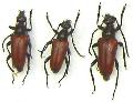 Paracorymbia (Pyrrholeptura) pyrrha