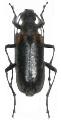 Cortodera humeralis