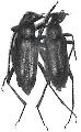 Cribroleptura stragulata