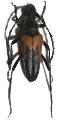Cribroleptura stragulata