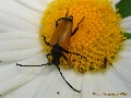 Paracorymbia fulva