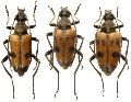 Judolia cerambyciformis