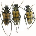 Judolia erratica