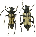 Judolia quadrata 