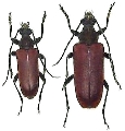 Konoa granulata