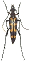 Leptura (Leptura) mimica