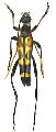 Leptura (Leptura) mimica