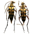 Leptura (Leptura) aurosericans