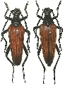 Stenelytrana gigas