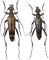 Leptura (Leptura) modicenotata