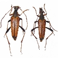 Leptura (Leptura) modicenotata