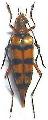 Macroleptura regalis