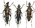 Macroleptura regalis