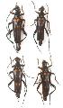 Macroleptura regalis