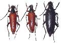 Macroleptura thoracica