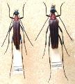 Pygostrangalia dulcis