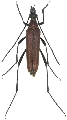 Pygostrangalia dulcis