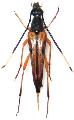 Pygostrangalia longicornis