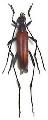 Pygostrangalia dulcis