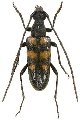 Munamizoa maculata