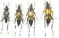 Etorofus vicarius