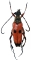Nustera distigma 