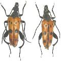 Oedecnema gebleri