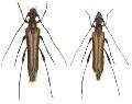 Ohbayashia nigromarginata nigromarginata