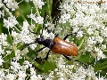 Paracorymbia hybrida