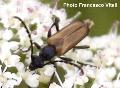Paracorymbia (s. str.) maculicornis